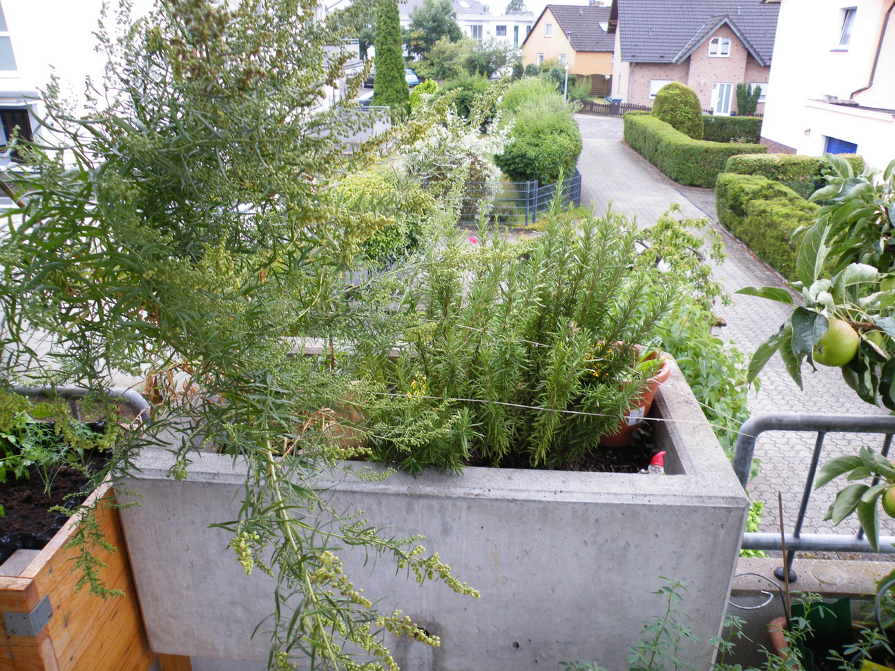 Estragon und Rosmarin