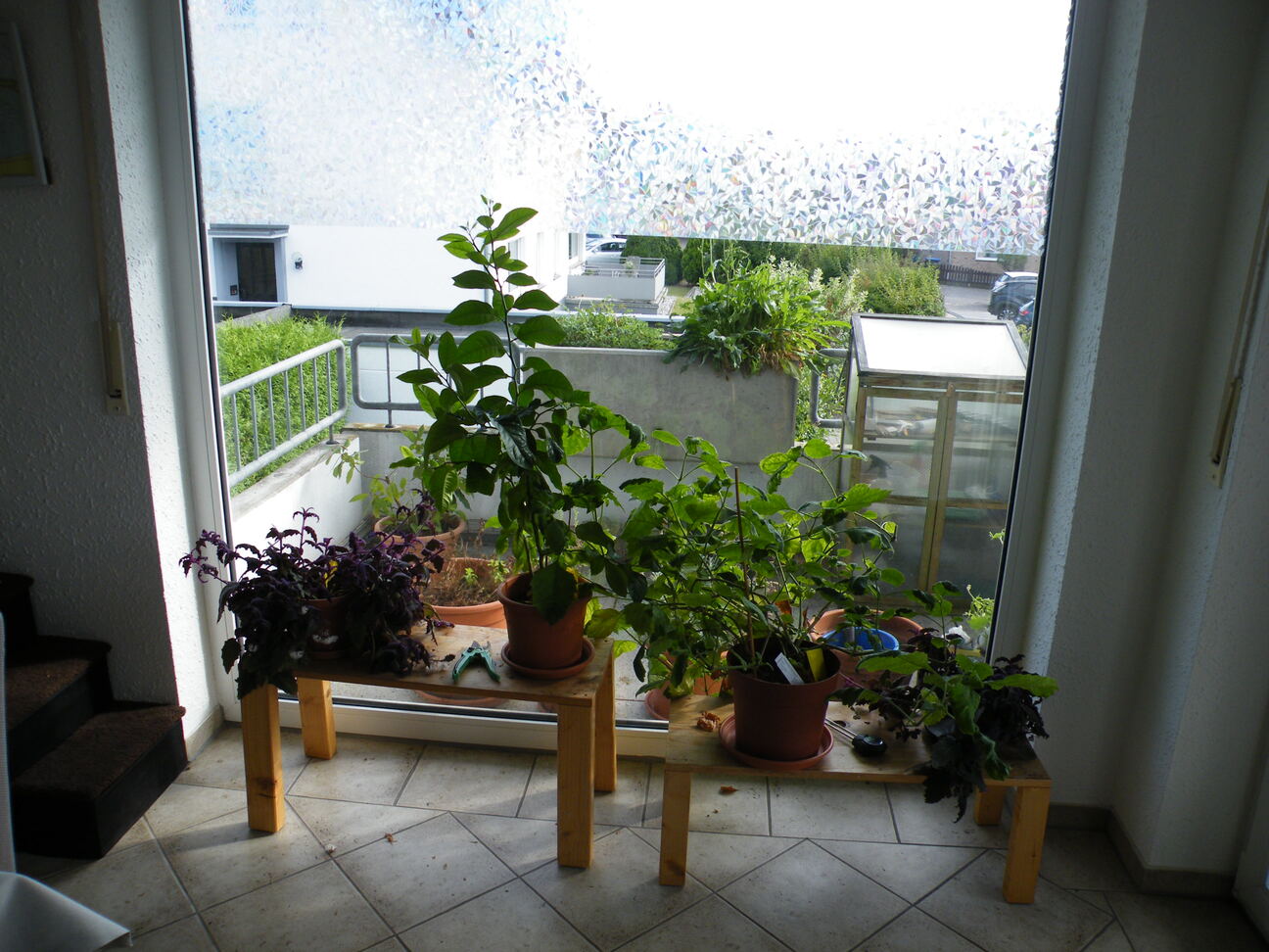 Wohnzimmer Pflanzen 2